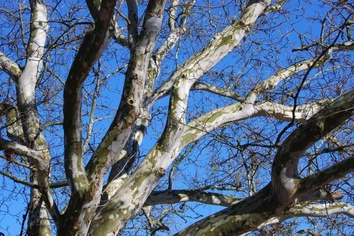 american-sycamore-branches