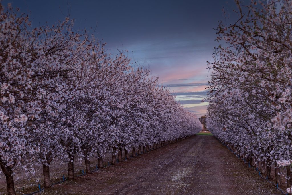 Almond trees blooming in an orchard