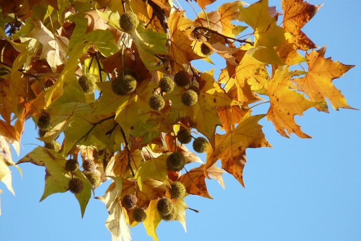 leaves-of-a-sycamore-tree