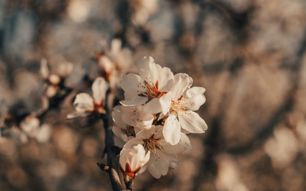 A growing almond tree