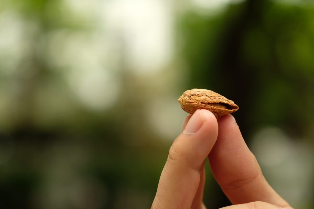 A finger holding an almond seed