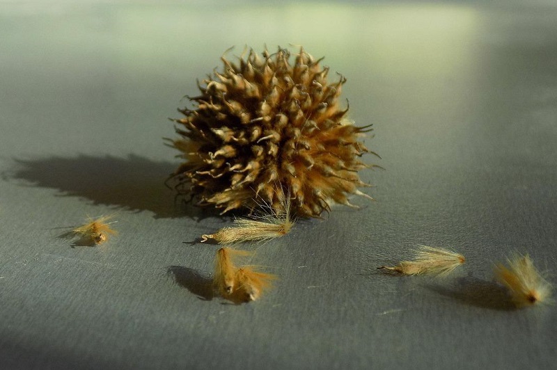 opened-sycamore-seed