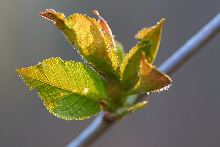 sycamore-leaves-likely-with-problems