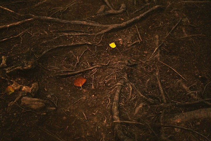 sycamore-root-on-the-floor