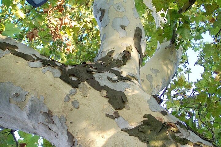 sycamore-tree-white-grey