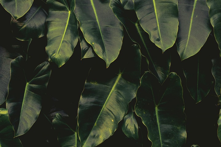 green-big-philodendron-indoor-houseplants-leaves