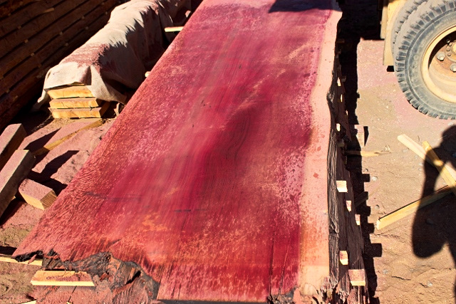 Giant Sequoia Redwood