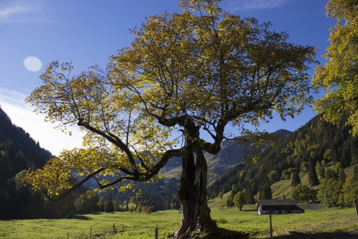 a-sycamore-tree