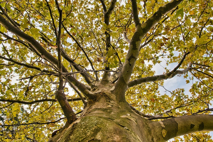 american-sycamore