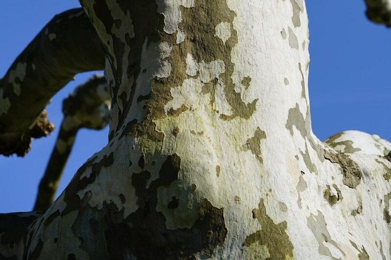 american-sycamore-tree-bark