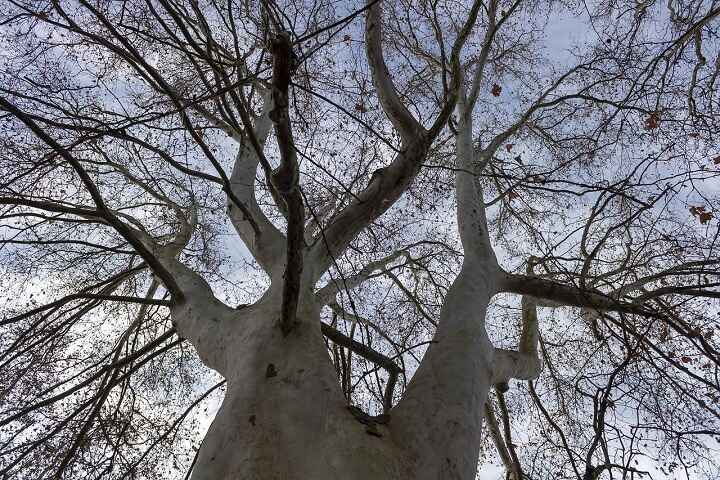 leafless-sycamore-tree