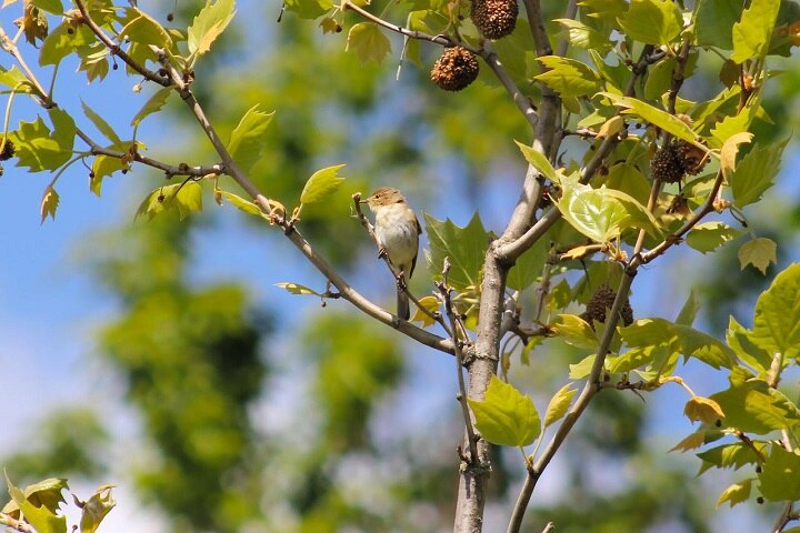 a-bird-on-a-sycamore-tree