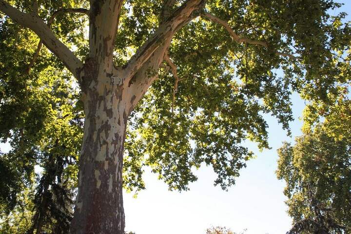 a-tall-sycamore-tree
