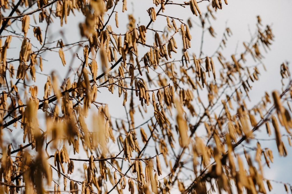 why-are-my-almond-trees-losing-its-leaves-why-are-my-almond-tree