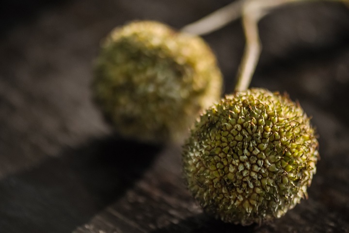 london-plane-fruits
