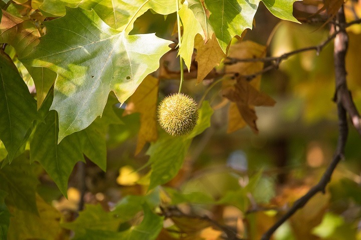 platanus-kerrii-leaves-and-fruit