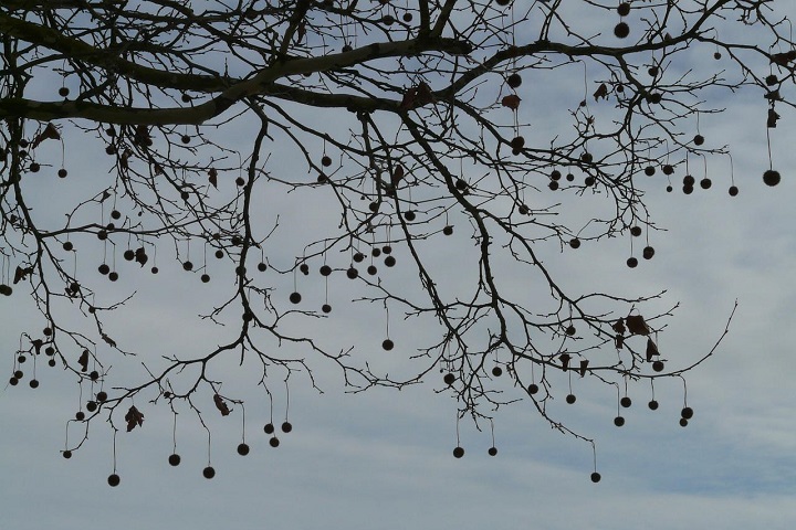 seeds-of-the-pinchot-sycamore