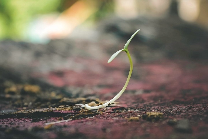 sprouting-sycamore-seeds