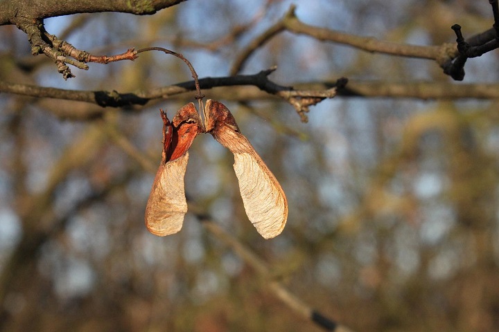 sycamore-maple-fruit