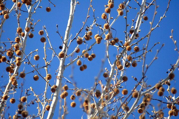 sycamore-seeds-on-a-tree