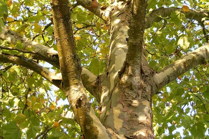 sycamore-tree-or-plane-trees