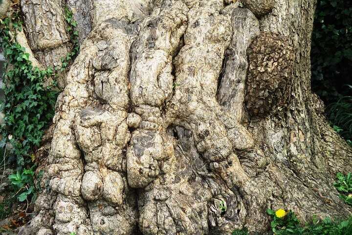 western-sycamore-root-system