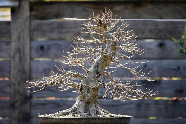 a-tiny-sycamore-tree