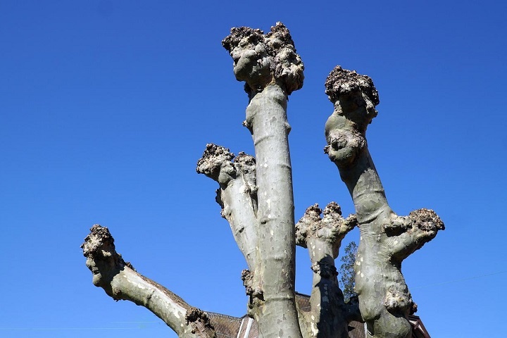 leafless-short-sycamore-tree