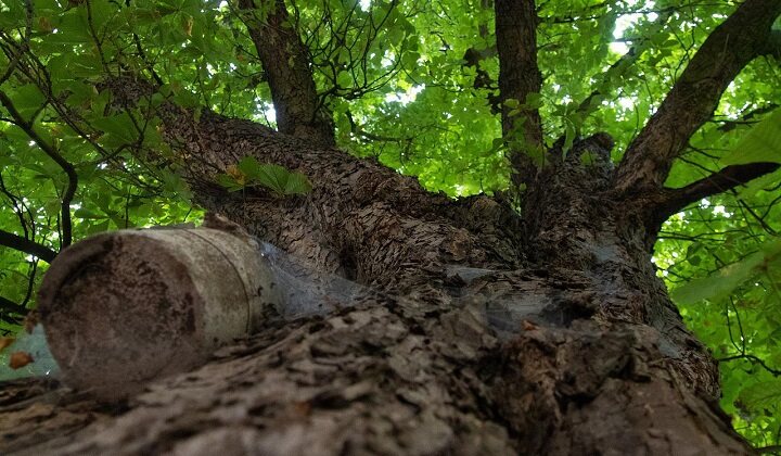 look-alike-sycamore-tree-from-under