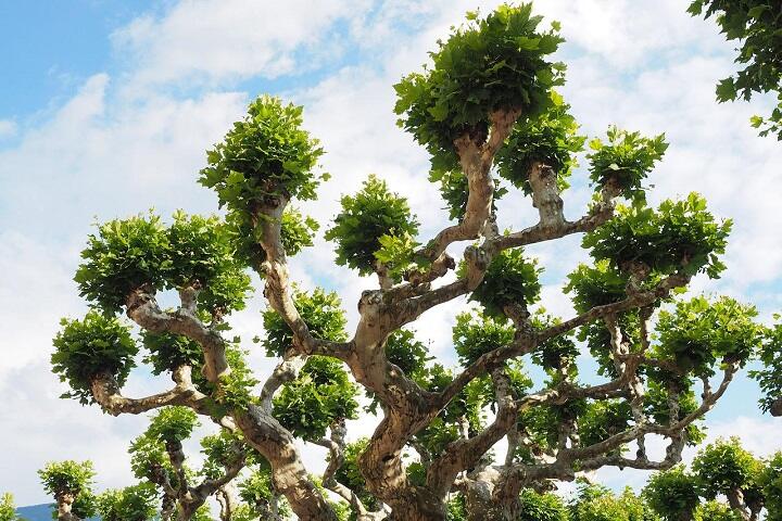sycamore-tree-top-with-leaves