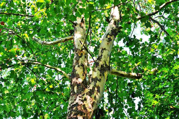 sycamore-tree-with-very-green-leaves