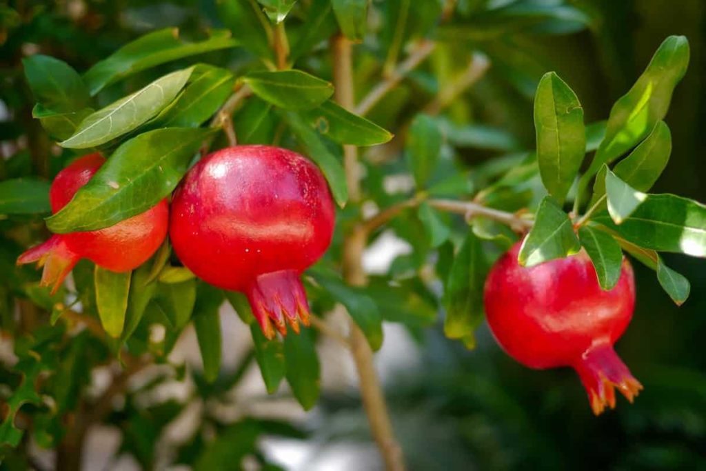 Red_Pomegranate