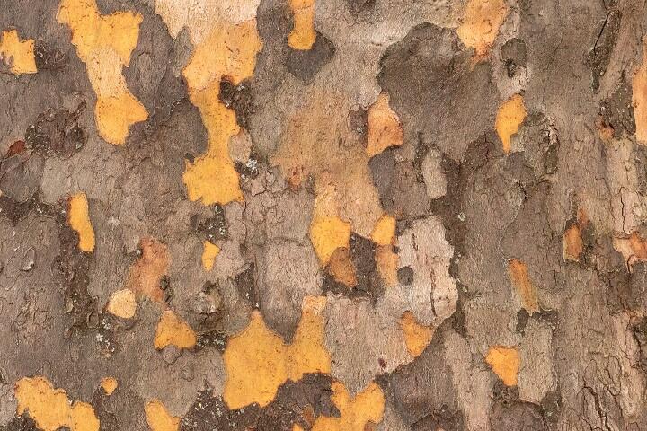 likely-problem-of-sycamore-bark