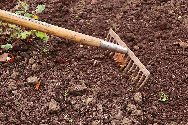 rake-on-soil-to-plant-sycamore-tree
