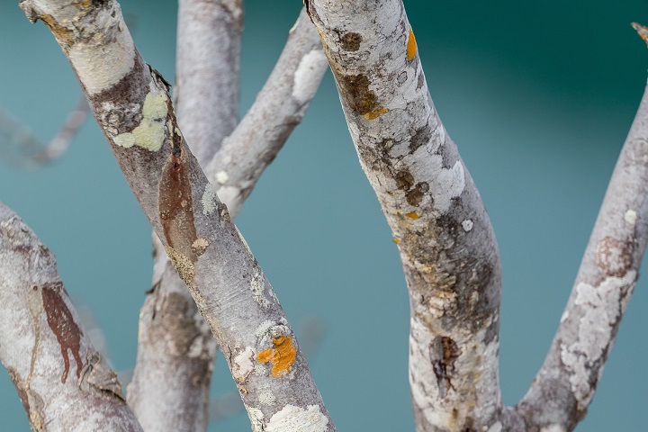 sycamore-bark-likely-with-problems