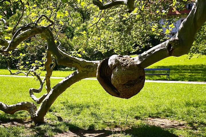 sycamore-tree-branches