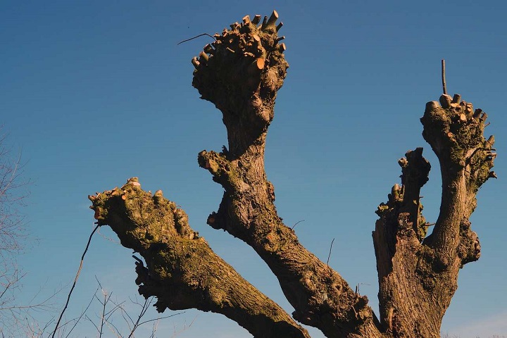 sycamore-tree-with-three-branches