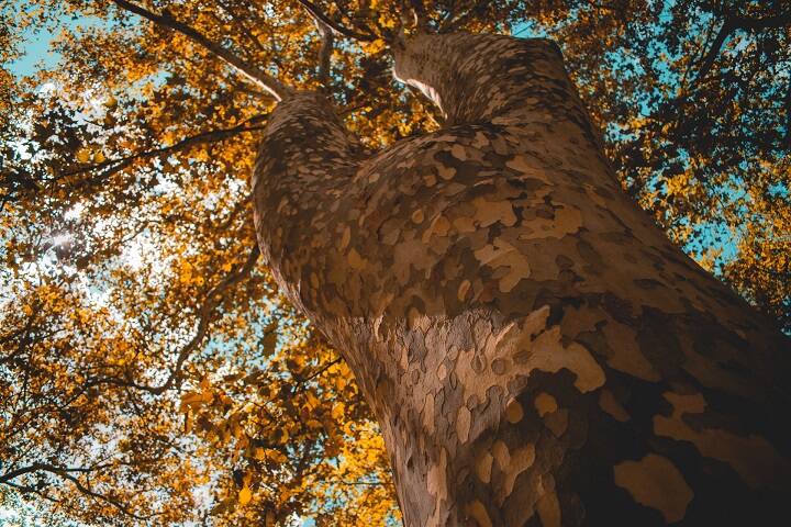 the-sun-shining-on-a-sycamore-tree