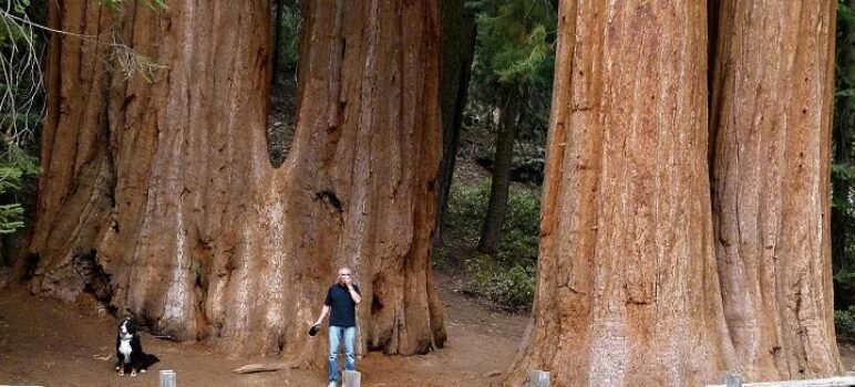 Sequoiadendron Giganteum – What You Need To Know About Giant Sequoias